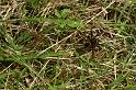 Dolomedes_plantarius_D5152_Z_90_Canal du Nivernais_Frankrijk
